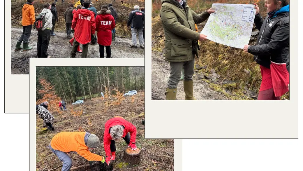Bäume pflanzen 2025