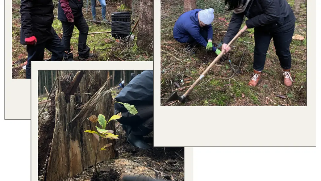 Collage Mitarbeitende vianova beim Baumpflanzen
