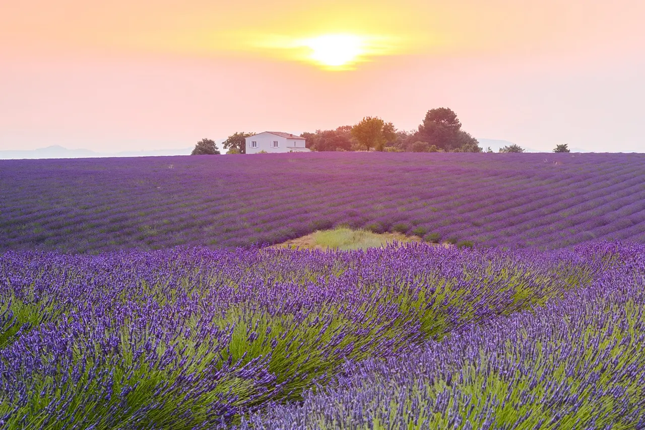 Lavendelfeld Provence