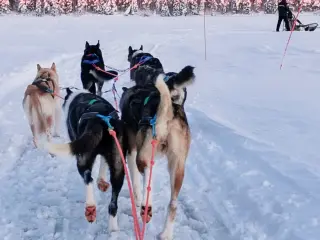Winterreisen 2024/25 mit Direktflügen nach Finnisch Lappland ab sofort buchbar
