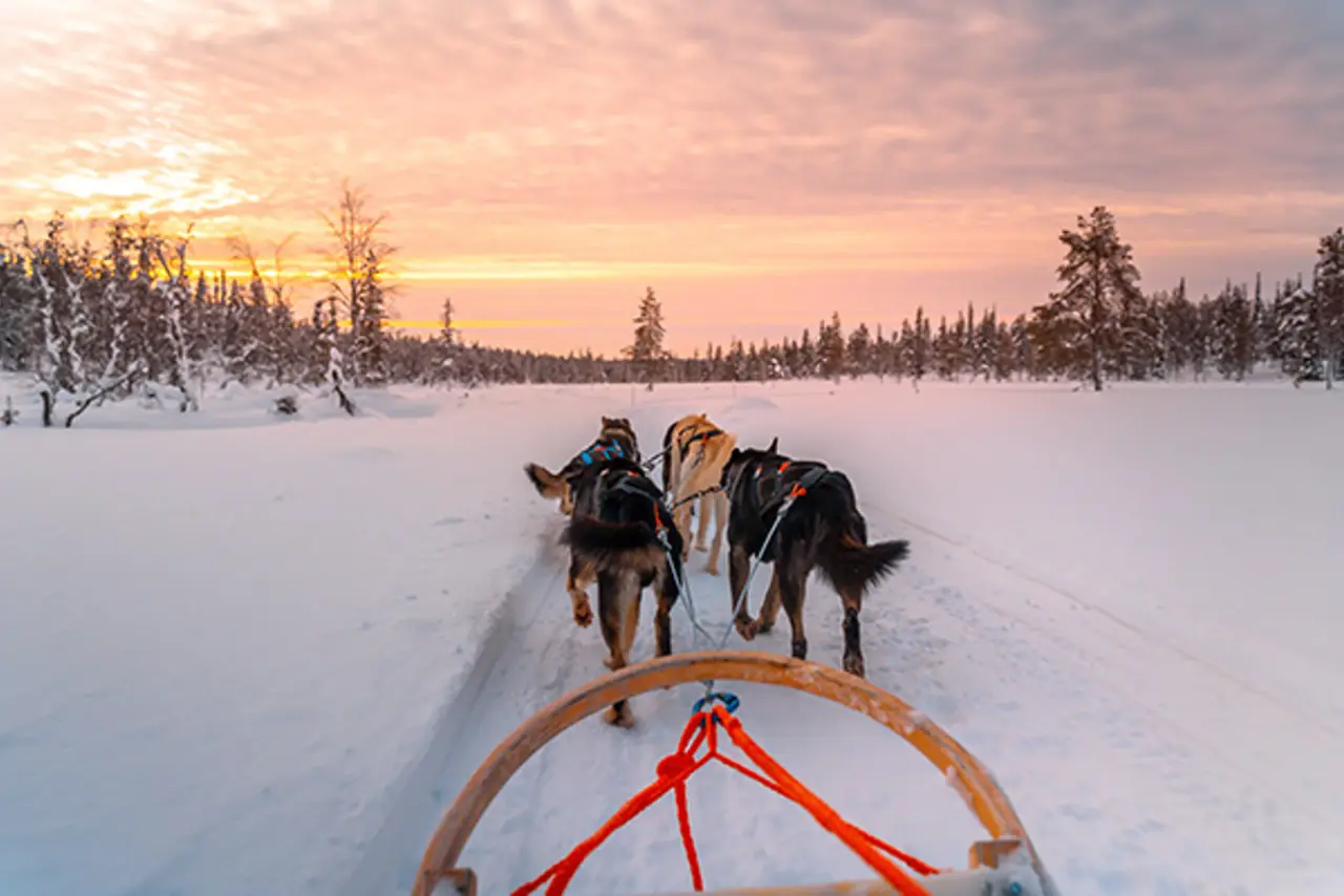 Hundeschlittentour durchs Winterwunderland